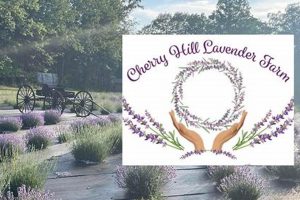 Visit Cherry Hill Lavender Farm: Blooms & Bliss! | The Conscious Farmer | Sustainable Agriculture for a Healthier Planet