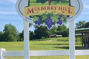 Discover Mulberry Hills Farm: Fresh from the Hills! | The Conscious Farmer | Sustainable Agriculture for a Healthier Planet