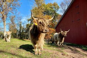 The Highland Hill Farm Guide: Tips and More | The Conscious Farmer | Sustainable Agriculture for a Healthier Planet