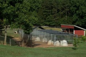 Your Rabbit Hill Farm: Guide to Breed & Care Tips | The Conscious Farmer | Sustainable Agriculture for a Healthier Planet