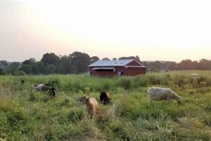 Explore Morris Hill Farm: History & Harvests | The Conscious Farmer | Sustainable Agriculture for a Healthier Planet