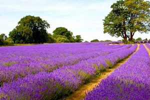 Visit A Hill Country Lavender Farm: Scents & Serenity! | The Conscious Farmer | Sustainable Agriculture for a Healthier Planet