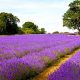 Visit A Hill Country Lavender Farm: Scents & Serenity! | The Conscious Farmer | Sustainable Agriculture for a Healthier Planet