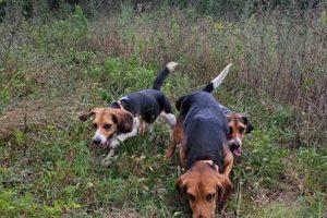 Find Your Beagle Puppy: Morgan Hill Farms &amp; More! | The Conscious Farmer | Sustainable Agriculture for a Healthier Planet