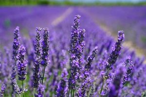 Visit: Chappell Hill Lavender Farm, Washington TX Guide | The Conscious Farmer | Sustainable Agriculture for a Healthier Planet
