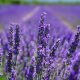 Visit: Chappell Hill Lavender Farm, Washington TX Guide | The Conscious Farmer | Sustainable Agriculture for a Healthier Planet