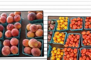 Visit Harvest Lane Farm Market: Your Local Fresh Stop | The Conscious Farmer | Sustainable Agriculture for a Healthier Planet