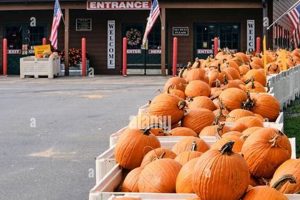 Discover Panorama Farm Market: Fresh & Local Finds! | The Conscious Farmer | Sustainable Agriculture for a Healthier Planet