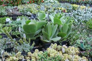 Your Scenic Vista Farms Market & Greenhouse Guide Today! | The Conscious Farmer | Sustainable Agriculture for a Healthier Planet
