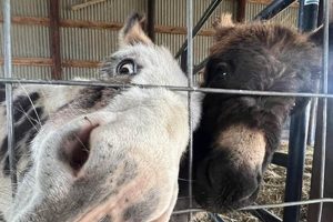 Visit Hanulcik Farm Market & Orchard: Fresh, Local & Fun! | The Conscious Farmer | Sustainable Agriculture for a Healthier Planet