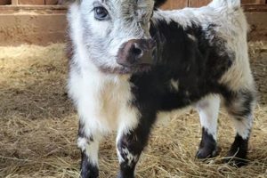 Find: Mini Cow Farm Near Me (Guide &amp; More!) | The Conscious Farmer | Sustainable Agriculture for a Healthier Planet