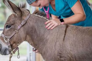 Local Farm Animal Veterinarian Near Me: Care Nearby The Conscious Farmer | Sustainable Agriculture for a Healthier Planet Local Farm Animal Veterinarian Near Me: Care Nearby | The Conscious Farmer | Sustainable Agriculture for a Healthier Planet