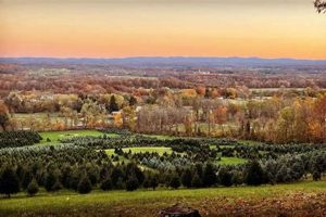 Find the Best Tree Farm Near Me: Your Local Guide | The Conscious Farmer | Sustainable Agriculture for a Healthier Planet