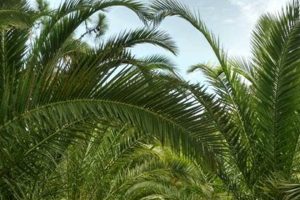 Find Palm Tree Farms Near Me: [Location] Experts | The Conscious Farmer | Sustainable Agriculture for a Healthier Planet