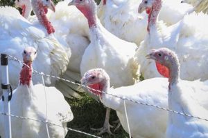 Local Farm Raised Turkey Near Me: Find Yours Today! | The Conscious Farmer | Sustainable Agriculture for a Healthier Planet