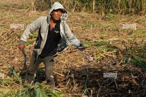 Local Sugar Cane Farm Near Me: Find Fresh, Sweet Cane! | The Conscious Farmer | Sustainable Agriculture for a Healthier Planet