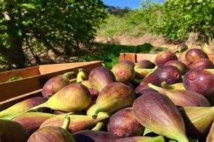 Find Fresh Figs: Farms Near Me For Sale &amp; More! | The Conscious Farmer | Sustainable Agriculture for a Healthier Planet
