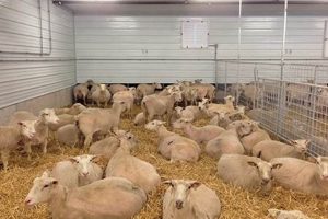 Find a Local Lamb Farm Near Me: Fresh, Ethical Lamb | The Conscious Farmer | Sustainable Agriculture for a Healthier Planet