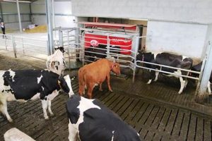 Local Dairy Farms Hiring Near Me: Job Listings & Tips | The Conscious Farmer | Sustainable Agriculture for a Healthier Planet