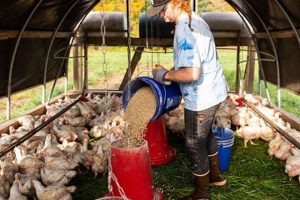 Find Farms That Take Roosters Near Me: Rooster Rescue Guide | The Conscious Farmer | Sustainable Agriculture for a Healthier Planet