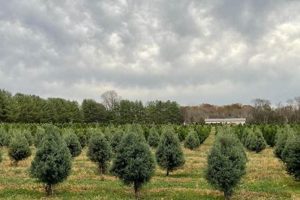 Find Fresh Christmas Trees: Farms Near Me (Within 20 Mi!) | The Conscious Farmer | Sustainable Agriculture for a Healthier Planet