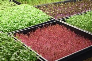 Find: Microgreen Farms Near Me (Local & Fresh!) | The Conscious Farmer | Sustainable Agriculture for a Healthier Planet