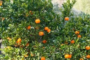 Find: Mandarin Farms Near Me - Fresh Citrus Close By! | The Conscious Farmer | Sustainable Agriculture for a Healthier Planet