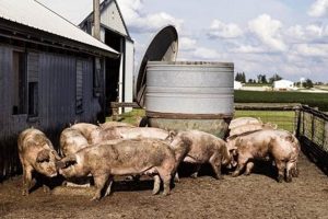 Find: Hog Farm Near Me Now | Local Pork & More | The Conscious Farmer | Sustainable Agriculture for a Healthier Planet