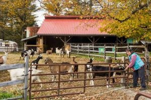 Find the Best Farms to Visit Near Me: Guide & More! | The Conscious Farmer | Sustainable Agriculture for a Healthier Planet