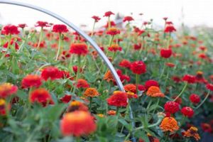 Find a Zinnia Farm Near Me: Blooms & Gardens Await! | The Conscious Farmer | Sustainable Agriculture for a Healthier Planet