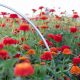 Find a Zinnia Farm Near Me: Blooms & Gardens Await! | The Conscious Farmer | Sustainable Agriculture for a Healthier Planet
