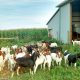 Find Local Goat Meat Farms Near Me: Fresh &amp; Healthy! | The Conscious Farmer | Sustainable Agriculture for a Healthier Planet