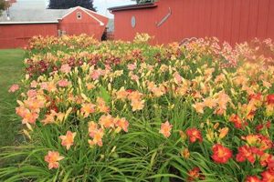 Find a Daylily Farm Near Me: Your Local Bloom Source | The Conscious Farmer | Sustainable Agriculture for a Healthier Planet