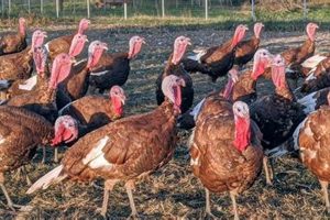 Find Fresh: Turkey Farm Near Me For Your Table | The Conscious Farmer | Sustainable Agriculture for a Healthier Planet