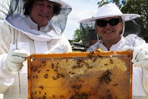 Find Bee Farm Tours Near Me: Local Honey & Hives! | The Conscious Farmer | Sustainable Agriculture for a Healthier Planet
