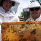 Find Bee Farm Tours Near Me: Local Honey & Hives! | The Conscious Farmer | Sustainable Agriculture for a Healthier Planet