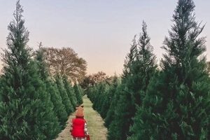 Find a Farm Tree Near Me: Local Trees & Nurseries | The Conscious Farmer | Sustainable Agriculture for a Healthier Planet