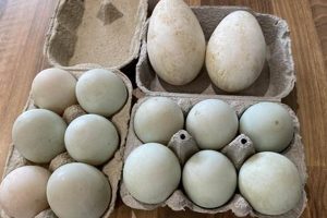 Local Duck Eggs: Find a Farm Near Me Today! | The Conscious Farmer | Sustainable Agriculture for a Healthier Planet