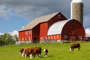 Find Farms Near Me Free: Explore Local Agriculture! | The Conscious Farmer | Sustainable Agriculture for a Healthier Planet