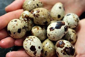 Find Fresh Quail Eggs: Farms Near Me [Local!] | The Conscious Farmer | Sustainable Agriculture for a Healthier Planet