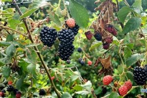 Find U-Pick Blackberry Farms Near Me For Fresh Berries! | The Conscious Farmer | Sustainable Agriculture for a Healthier Planet