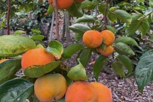 Find Persimmon Farms Near Me: Local & Fresh! | The Conscious Farmer | Sustainable Agriculture for a Healthier Planet