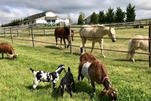 Find Farm Animals to Visit Near Me: [Year] Guide | The Conscious Farmer | Sustainable Agriculture for a Healthier Planet