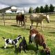 Find Farm Animals to Visit Near Me: [Year] Guide | The Conscious Farmer | Sustainable Agriculture for a Healthier Planet