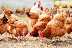 Buy a Poultry Farm For Sale Near Me: [Listings + Tips] | The Conscious Farmer | Sustainable Agriculture for a Healthier Planet