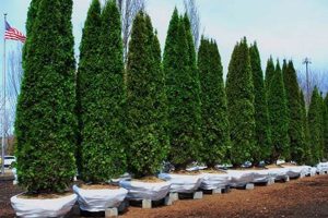Find: Wholesale Tree Farm Near Me - [City Name] Deals! | The Conscious Farmer | Sustainable Agriculture for a Healthier Planet