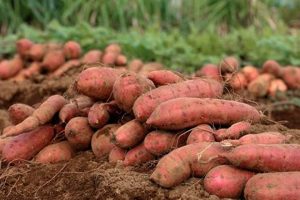 Find A Local Sweet Potato Farm Near Me: [Year] Guide | The Conscious Farmer | Sustainable Agriculture for a Healthier Planet