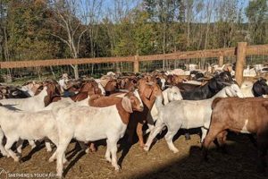 Find Goat Meat Farm Near Me: Local &amp; Fresh! | The Conscious Farmer | Sustainable Agriculture for a Healthier Planet