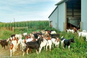 Find Local: Live Goat Meat Farm Near Me - Fresh &amp; Local | The Conscious Farmer | Sustainable Agriculture for a Healthier Planet