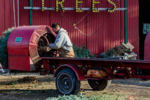 Find a Local: Cut Your Own Tree Farm Near Me This Year! | The Conscious Farmer | Sustainable Agriculture for a Healthier Planet